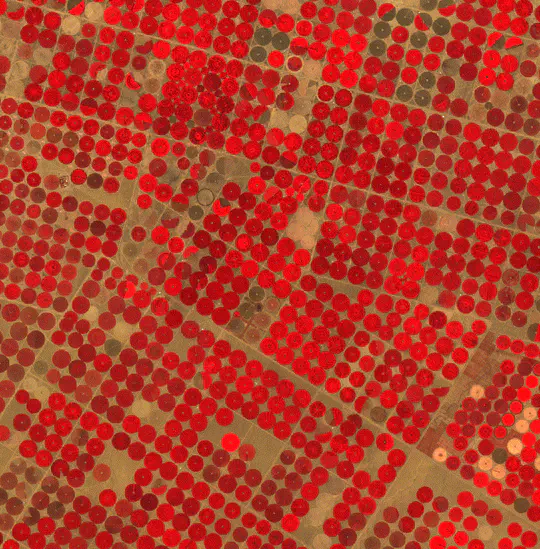 Does large-scale Irrigation impact Precipitation?